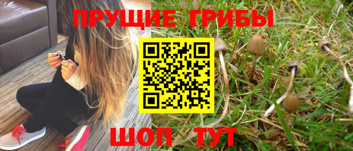 Псилоцибиновые грибы Psilocybine cubensis Тайшет