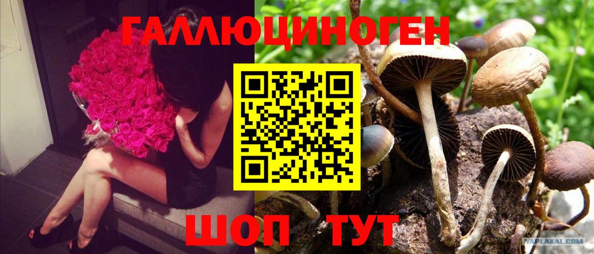 Тайшет  Галлюциногенные грибы GOLDEN TEACHER  Вход с VPN 